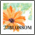 23blossom