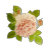 petites roses