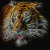 Tigers!