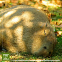 WWN Capybaras