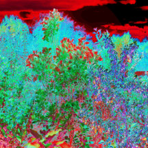 Colorful Abstract Garden with Crimson Sunset