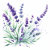 Lavender_Design