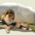 Wildlife Lovers Gifts & Apparel