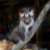 Orphaned Animals of Palawan, Philippines