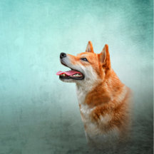 Japanese Shiba Inu dog  2