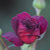 POCKETTOGRAPHY