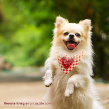 Chihuahua mums / Chi moms