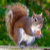 Squirrel Gifts  Bird Gifts