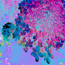 Elegant Dark Blue and Magenta Limelight Hydrangea