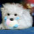 Hermes the Maltese