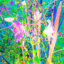Abstract Oriental Lilies in My Rubio Garden