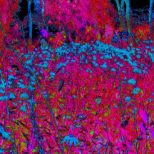 Psychedelic Purple Lily Flower Magenta Garden