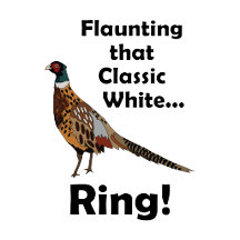 Ring-necked Pheasant-Flaunting Classic White Ring