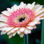 Fanciful Fun Flowers