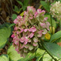 Autumn Hydrangea Bloom with Golden Hosta Leaves
