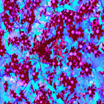 Crimson Red and Pink Wildflowers on Blue