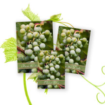 Green Grapes Vineyard Wedding