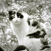 Le chat blanc et noir