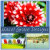 Hazel_Grace_Designs