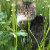 Fluff_and_Nonsense