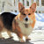 CorgiGifts