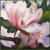 Magnolia Vintage