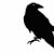 BlackRavenDesign