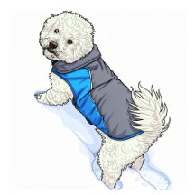 Snow Bichon