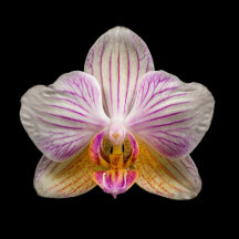 Elegant Orchid 