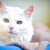 Tabbys_Place_Cats