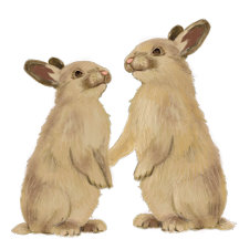 Baby  (animals)