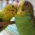 ChirpyCrazyParakeet