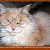 Catology: Cat Shirts & Gifts