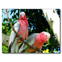 Wildlife Greeting Cards and Postcards