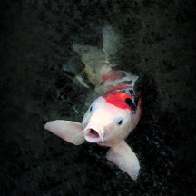 Koi