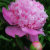 Blooming_Idiot