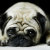 TheDogs123