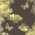 Sky_Romantica