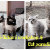 catcatparadise