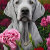 Weimaraner Fantasy