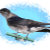Amanda's Nature and Art Shop