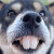 FUNNYPUPPY
