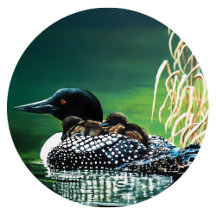 Butterfield Lake Loon