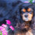 CavalierKingCharles