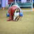 Activecanine