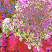 Elegant Chartreuse Green, Pink and Blue Hydrangea