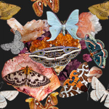 Moth Cotillion