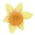 Ukneek Floral Graphic Design