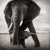 The Elephant Tree