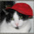 CatsEyeViewGifts